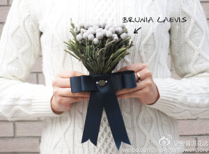 群众们都在纠结，Babe花盒里怎么会有金针菇？它叫Brunia Laevis, 十字花科，来自南美。不适合涮火锅。