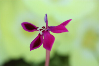 石竹长管鸢尾(Lapeirousia silenoides)~