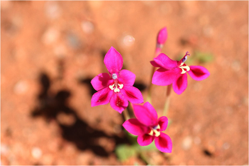 石竹长管鸢尾(Lapeirousia silenoides)~