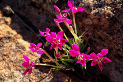 石竹长管鸢尾(Lapeirousia silenoides)~