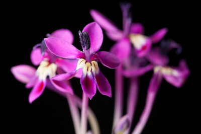 石竹长管鸢尾(Lapeirousia silenoides)~