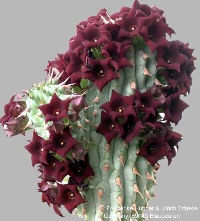 多姿多彩的Hoodia,萝藦科丽杯角属~