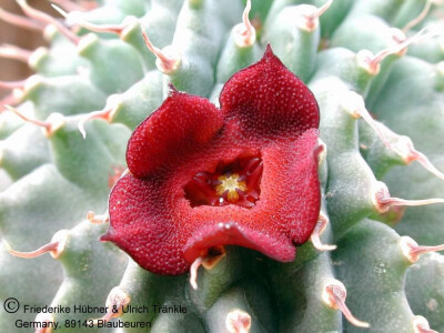 多姿多彩的Hoodia,萝藦科丽杯角属~