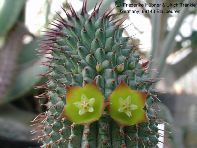 多姿多彩的Hoodia,萝藦科丽杯角属~