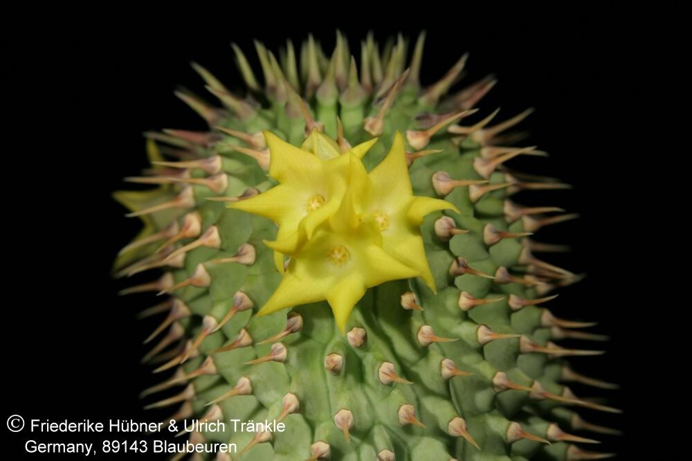 多姿多彩的Hoodia,萝藦科丽杯角属~