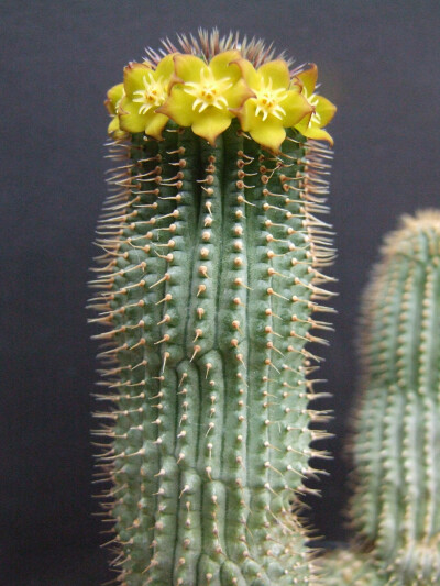 多姿多彩的Hoodia,萝藦科丽杯角属~