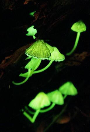 Mycena lux-coeli