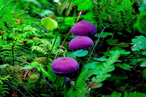 Laccaria amethystina