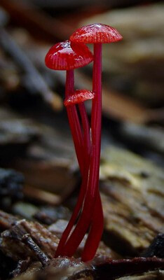 Mycena viscidocruenta