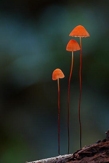 Marasmius sp.