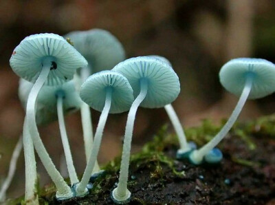 Mycena interrupta 浅蓝色的蘑菇 好神奇的颜色