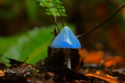 Entoloma hochstetteri 像坚定的小蘑菇