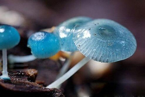 Mycena interrupta 和前面的蓝色蘑菇都好像。啫喱一样