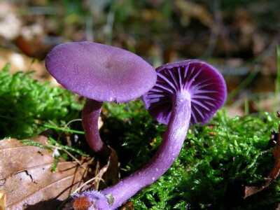 Laccaria amethystina 紫薯蘑菇？哈哈
