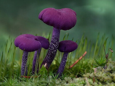 Laccaria amethystina 有豆瓣童鞋说这是紫蜡菇，能吃～