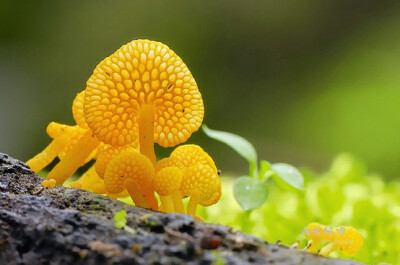 Favolaschia calocera 这个背面 真的起鸡皮 原谅我