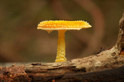 Cyptotrama aspratum 刺头蘑菇 蘑菇中的耍帅哥
