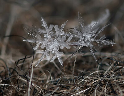 雪花微距摄影ipc