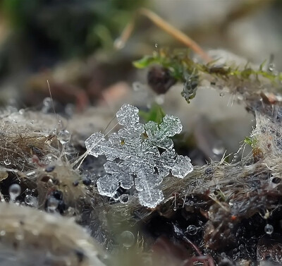 雪花微距摄影ipc