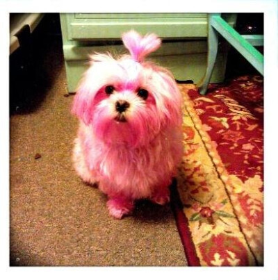 Mitzi is now a pink Maltese dog