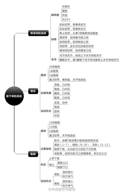 躯干骨的连结。