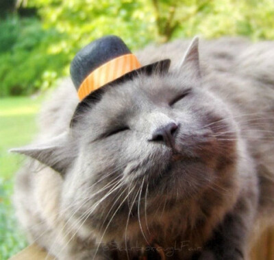 Hats for cats.