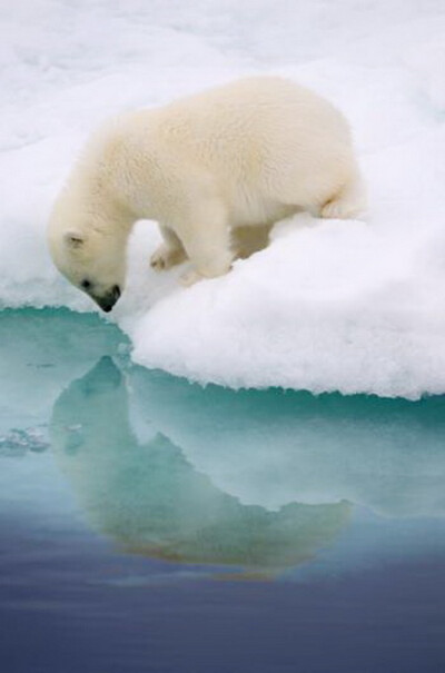 一只北极熊宝宝在浮冰的边缘，看著自己的倒影，好萌！