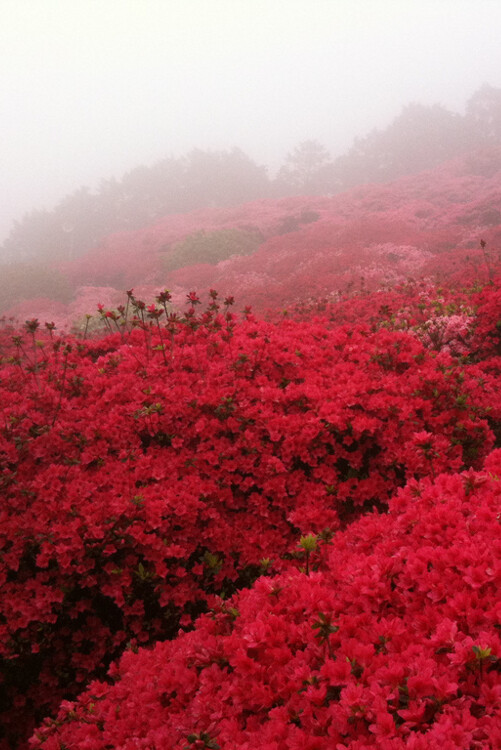 •。左 •。待到山花烂漫时