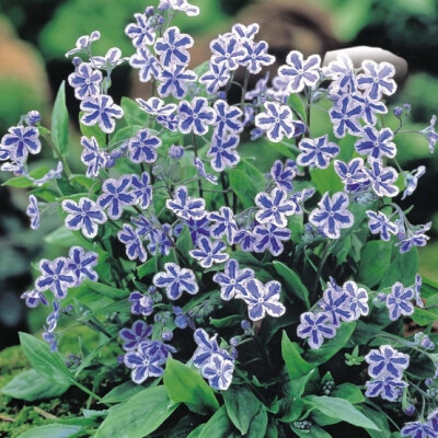 西亚脐果草 omphalodes cappadocica Starry Eyes (navelwort), spring flowering ground cover for shady areas