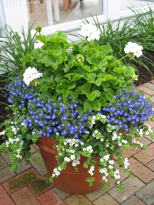 flowering pot by It's a wonderful life