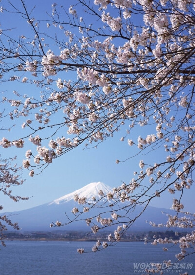 日本。富士山。樱花