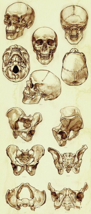 手绘参考：人体头骨的画法参考】很不错！包含五个视角的轴测图~和一个视角的透视图~需要的童鞋也可收藏哦～