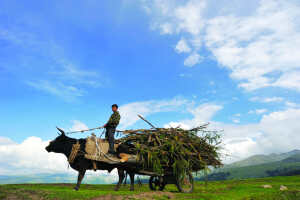 喀拉峻旅游区——中天山雪峰景区 琼库什台国家历史文化名村附近  快乐腼腆又帅气的哈萨克小巴郎