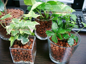 Willa家.独家德国产进口水培植物用陶粒1L装 - 媲美紫砂级