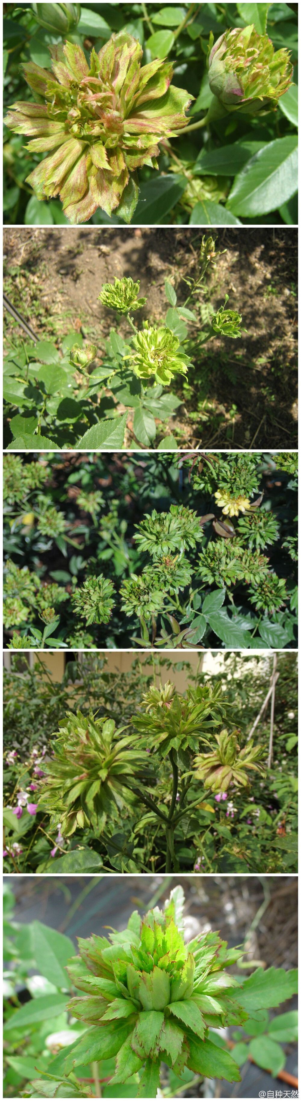 神一样的存在:绿萼月季!