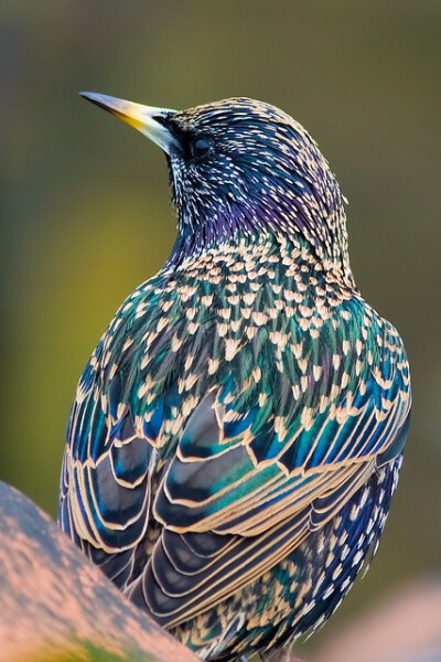 紫翅椋鸟（Sturnus vulgaris）..