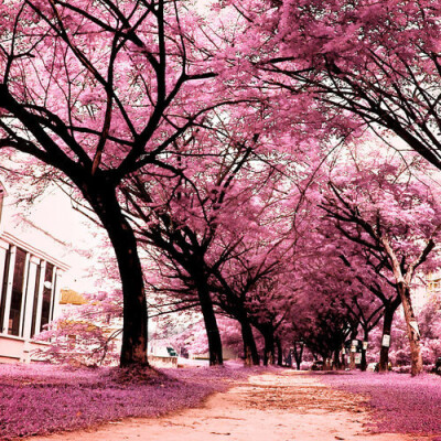 大学的樱花树下、、