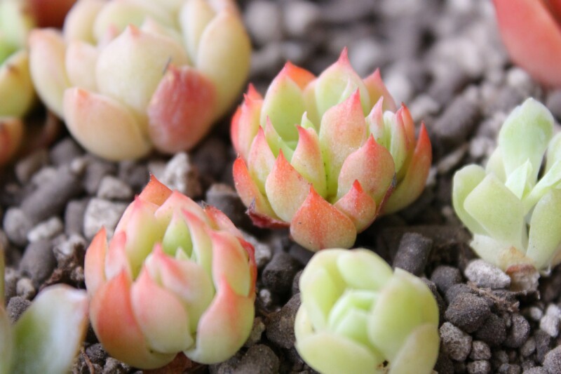 日本进口多肉植物Echeveria nicsana