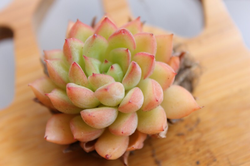 多肉进口Echeveria &#39;MEBINA&#39;