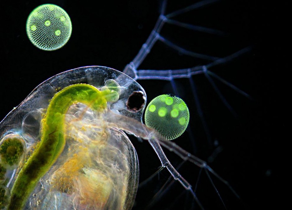 绿藻团（Volvox sp.）中的一只水蚤（Daphnia sp.），由来自德国杜塞尔多夫的拉尔夫.瓦格纳博士拍摄。