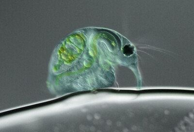 放大100倍之后的淡水水蚤（Daphnia magna），该照片排名第10位，由德国波茨坦生物化学和生物学研究所的琼.罗尔拍摄。