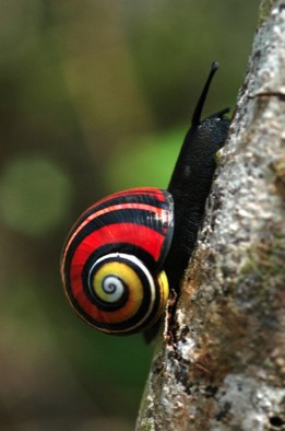 古巴土地蜗牛（Cuban land snail）..