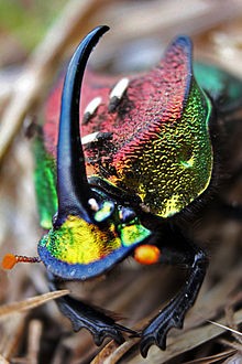 北美彩虹蜣螂phanaeusvindex