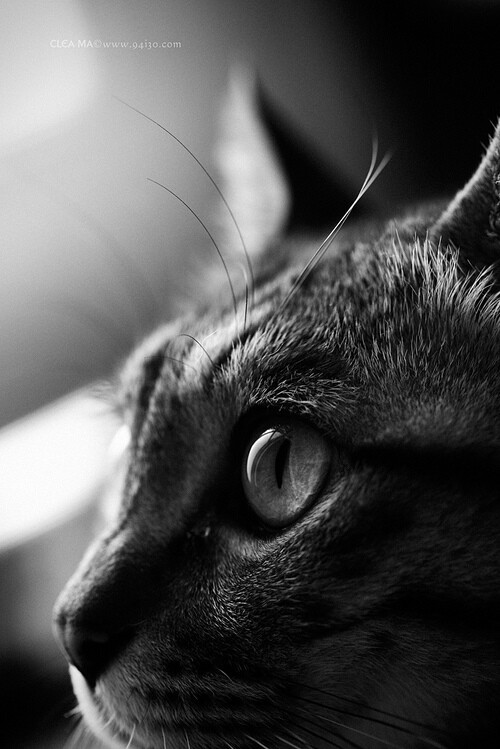 好久没做主角了bee