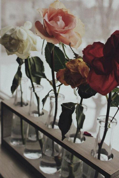 roses + medical bottles