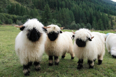 【咩~】瓦莱黑鼻羊（Valais Blacknose），是瑞士瓦莱地区培育出来的一种绵羊..
