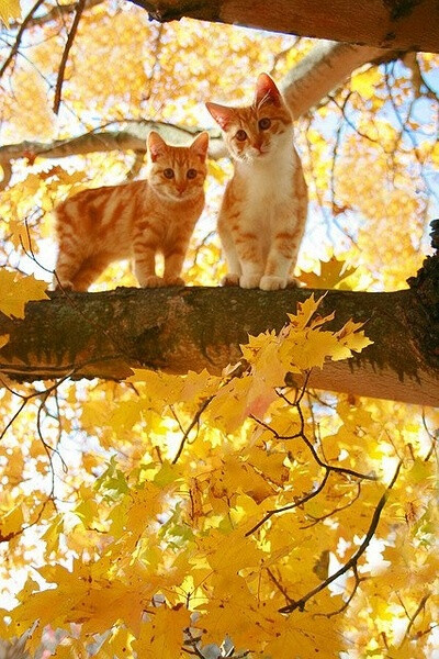 mi。秋游猫。