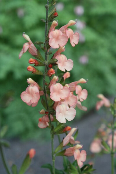 Salvia 'California Sunset' (California Sunset Sage)