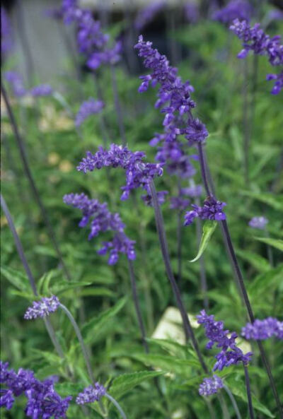 Salvia farinacea 'Henry Duelberg' (Henry Duelberg Sage)