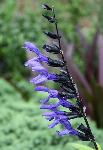 Salvia guaranitica 'Black and Blue' (Domestic Violence Anise Sage)